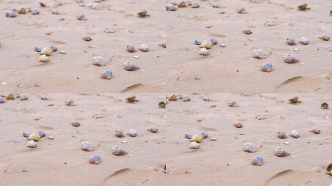 有拉帕贝壳和海螺贝壳的沙滩。