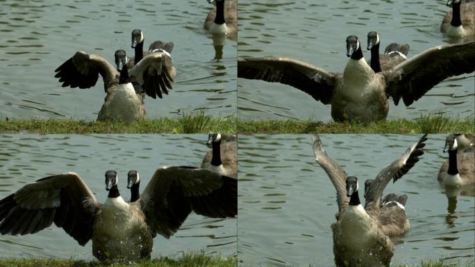 加拿大鹅在慢动作中拍打翅膀2