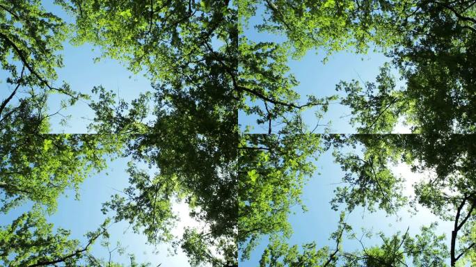 森林中树木的旋转摄像机视图的高角度