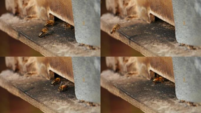 在大叻采集蜂蜜