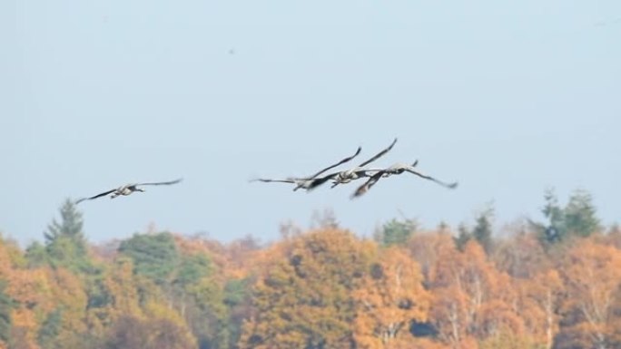 普通鹤或欧亚鹤 (Grus Grus) 在迁徙过程中飞走。慢动作剪辑。