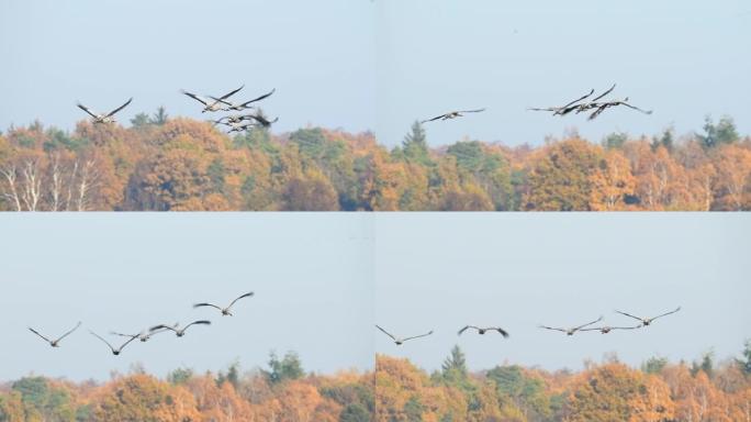 普通鹤或欧亚鹤 (Grus Grus) 在迁徙过程中飞走。慢动作剪辑。