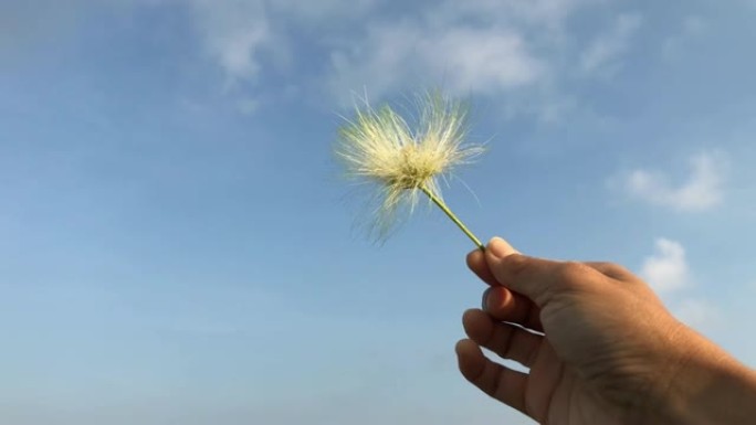 在蓝天的背景下，用白色蒲公英的种子吹散花朵的手，风吹散了绒毛