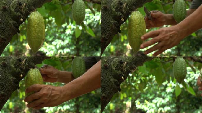 在树上收获可可果成熟的可可果