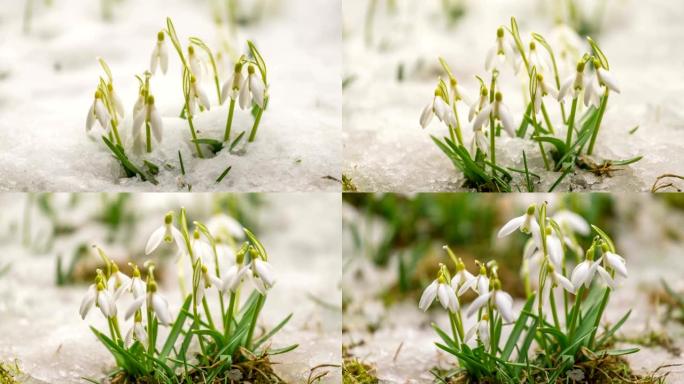融化的雪花莲在春天的时间流逝中迅速流血