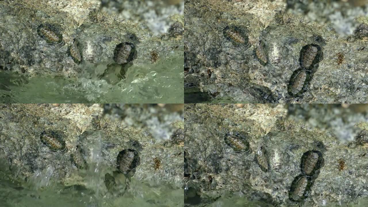 埃及沙姆沙伊赫沿海地区的西印度模糊甲壳虫 (Acanthopleura granulata，Poly