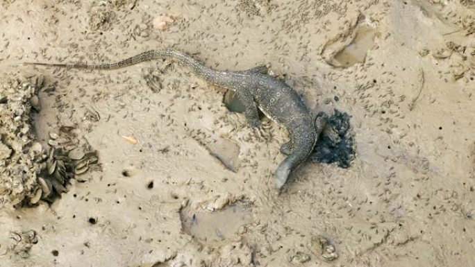 大蜥蜴瓦兰走在河边的泥巴上