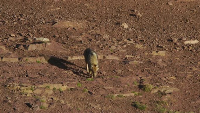 沃尔夫 (犬狼疮) 西高加索