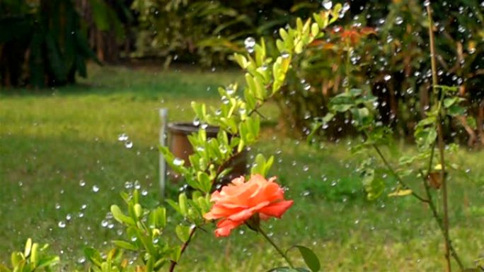 园丁正在植物园里给玫瑰浇水