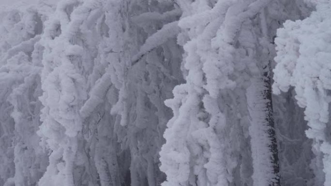 关闭冻结的树枝，极冷的温度，美丽的形式和形状，冻结的大头针，弯曲的树木，阴云密布