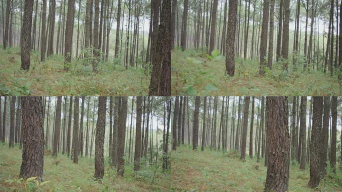 4k多莉拍摄松树森林