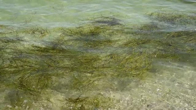 黑海岸边水中的海藻
