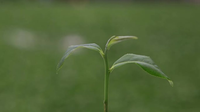 (泡茶的过程) 茶叶枯萎时间流逝