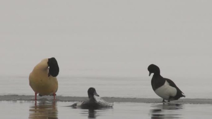 普通秋沙鸭 (Mergus merganser) 和Netta