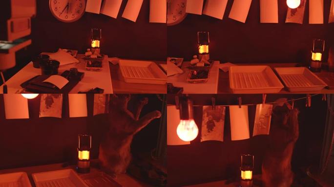 摄影魔术红光猫玩胶卷暗室