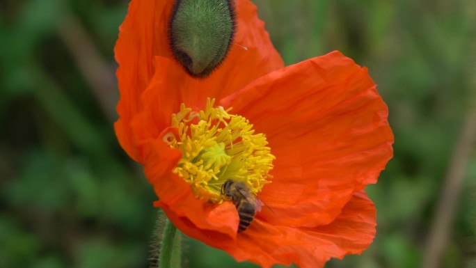 蜜蜂在花丛中采蜜2