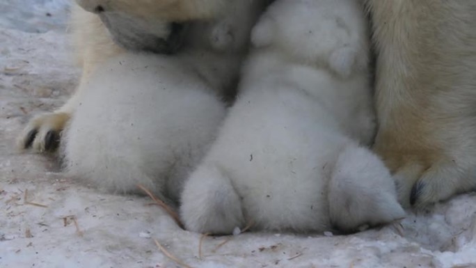 北极熊妈妈喂双胞胎幼崽。