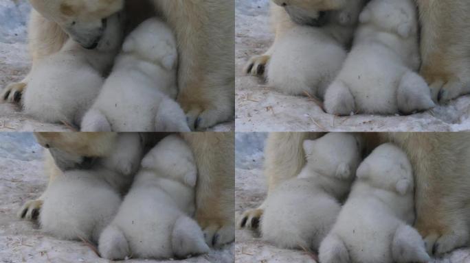 北极熊妈妈喂双胞胎幼崽。