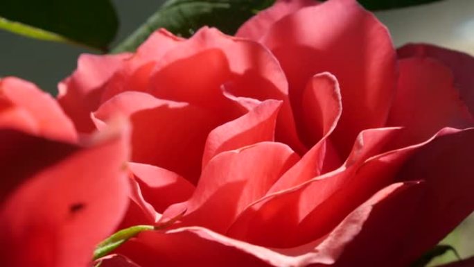 户外4K 2160p超高清镜头-花园中自然点燃的红玫瑰植物4K 3840x2160 UHD视频