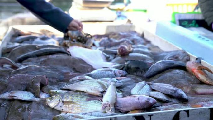 地中海鲜活的鲜鱼-视频4K