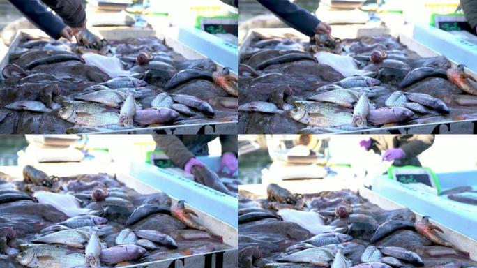 地中海鲜活的鲜鱼-视频4K