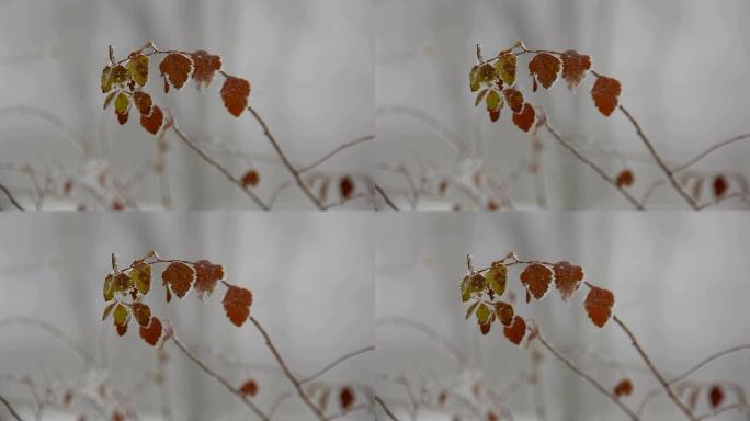 冬天有叶子的冻伤枝