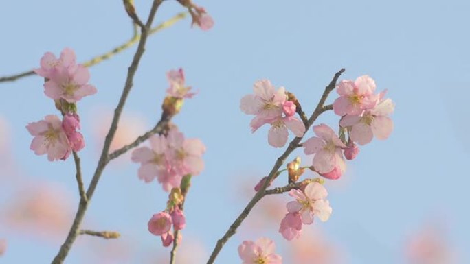 河津樱花，在日本昭和基宁公园