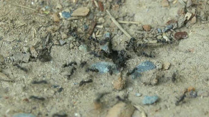 黑蚂蚁在泥土上爬行