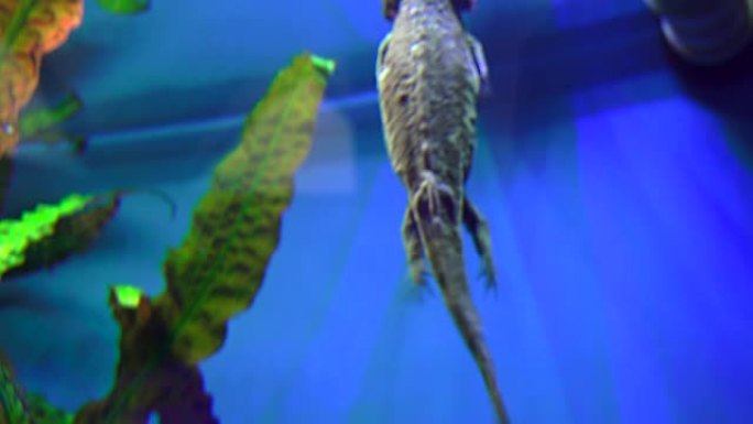 钝口螈，墨西哥蝾螈 (Ambystoma Mexicanum) 或墨西哥步行鱼，水族馆中的成年阶段，