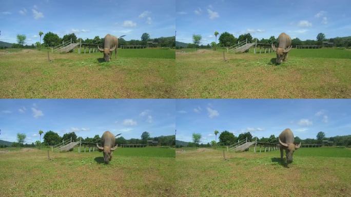 水牛或家养亚洲水牛 (Bubalus bubalis) 吃草，泰国黎府