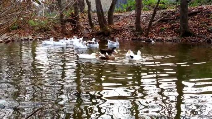 白水鸭在河中漂浮，近岸，水禽，中枪
