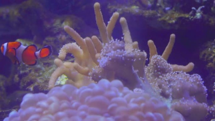 布拉法大学海洋科学研究所鱼缸里美丽的海底珊瑚、海花和鱼。