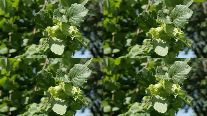 树上的许多绿色榛子有机果片和叶子特写4K 2160p 30fps超高清镜头-成熟的Corylus a