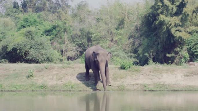 4k，亚洲象在泳池附近吃草