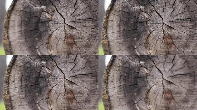 落叶松木材砍伐一棵大老树，100多年，年轮，浅景深