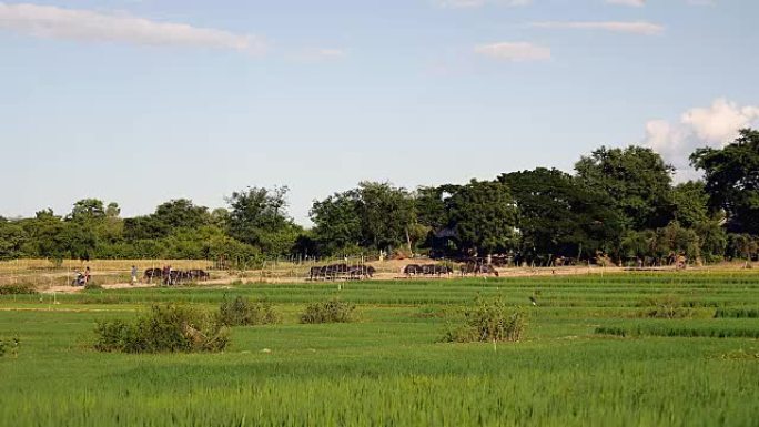 一群水牛在田野中行走