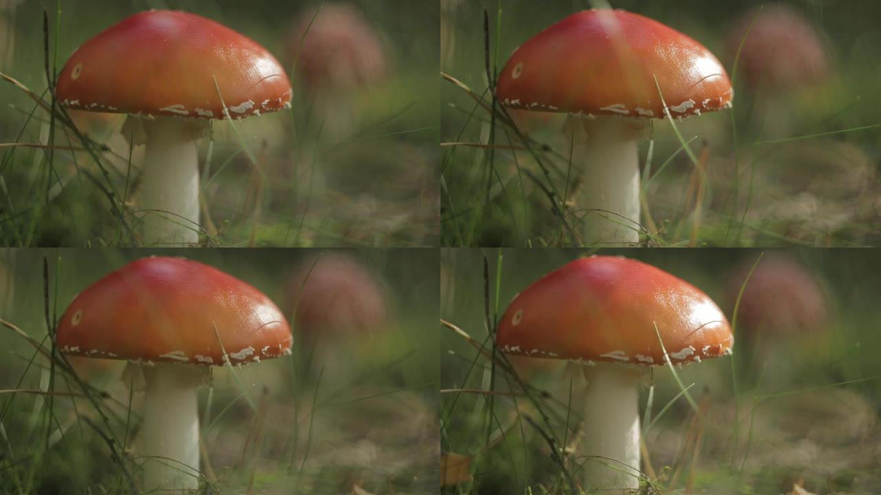 秋林中的毒蝇伞 (蝇木耳) 蘑菇。秋天天气晴朗。框架中有两个蘑菇，一个在焦点上。你可以清楚地看到蘑菇