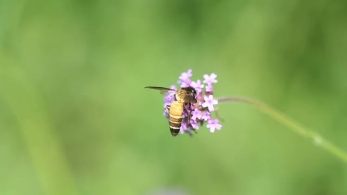 飞蜂从花中采集花粉。