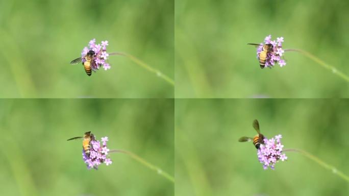飞蜂从花中采集花粉。