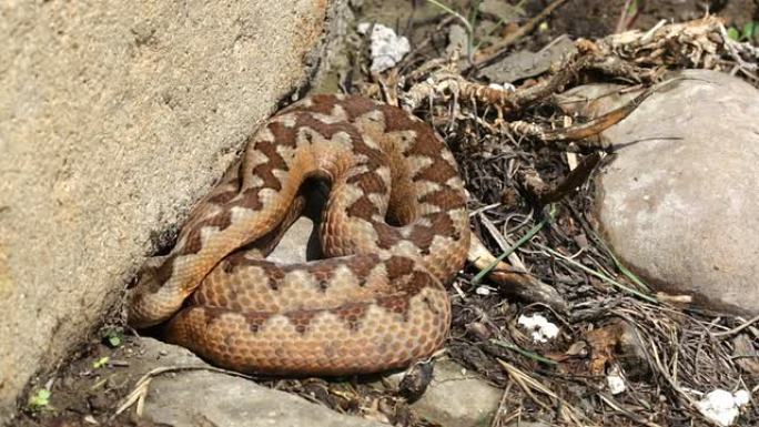 欧洲蝰蛇 (Vipera ammodytes)