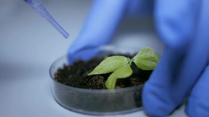 人类生物学家在培养皿的芽前拿着带有蓝色化学成分的移液器。医生正在进行一项改变大豆芽基因组的实验。创造