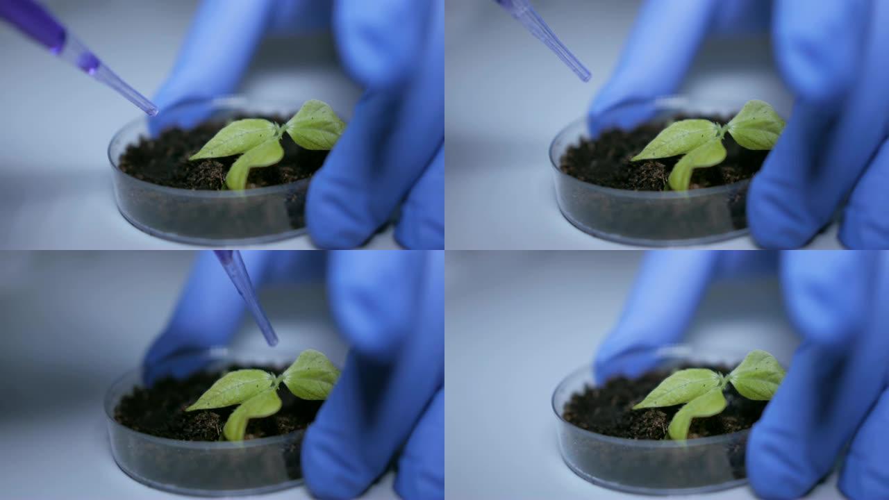 人类生物学家在培养皿的芽前拿着带有蓝色化学成分的移液器。医生正在进行一项改变大豆芽基因组的实验。创造