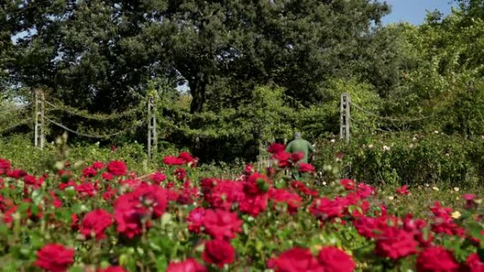 伦敦摄政公园玛丽皇后花园