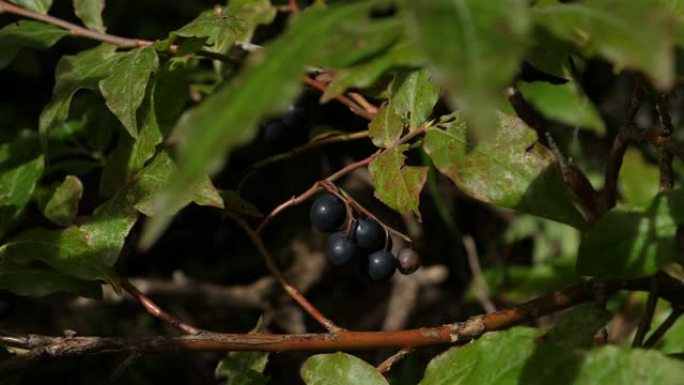 牛痘 (高加索白莓)