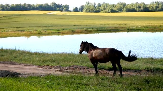 池塘边路边的棕色马
