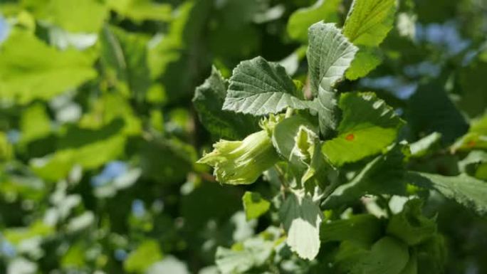 绿色Corylus avellana鹅卵石产品食品厂4K