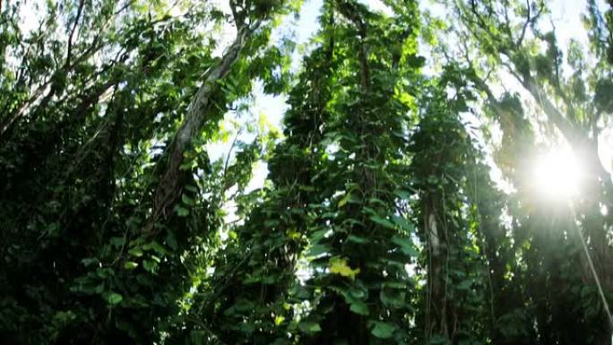 热带雨林覆盖着丰富的植被，夏威夷群岛，美国
