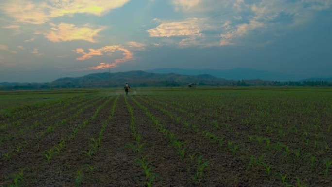 泰国农民在一片绿色的年轻玉米地里喷洒化学药品，背景是群山。
