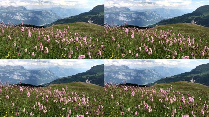 野花在瑞士阿尔卑斯山的山坡上随风摇曳