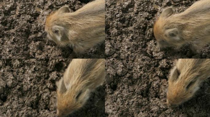 婴儿野猪仔猪在泥中生根